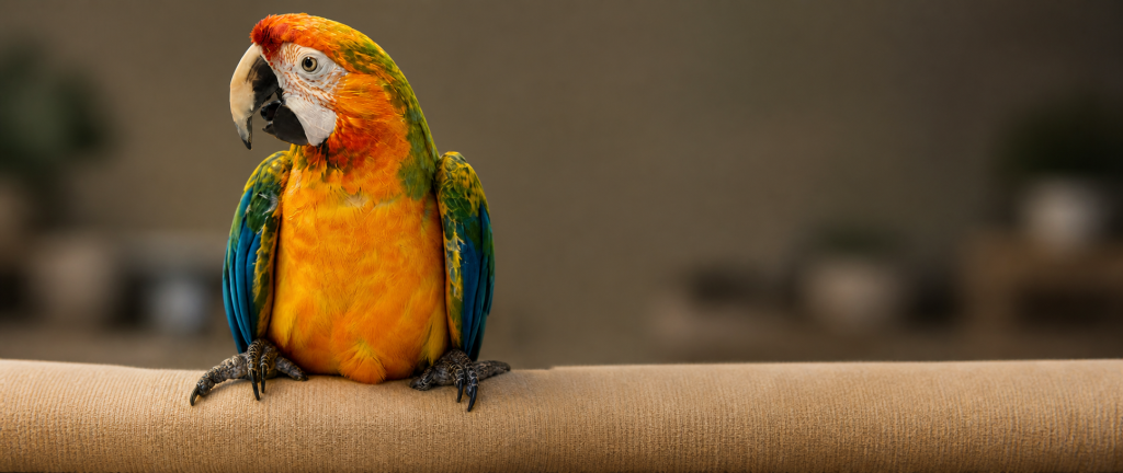 adaptedperch