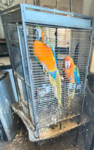 hybrids